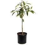 Cold Hardy Avocado Tree