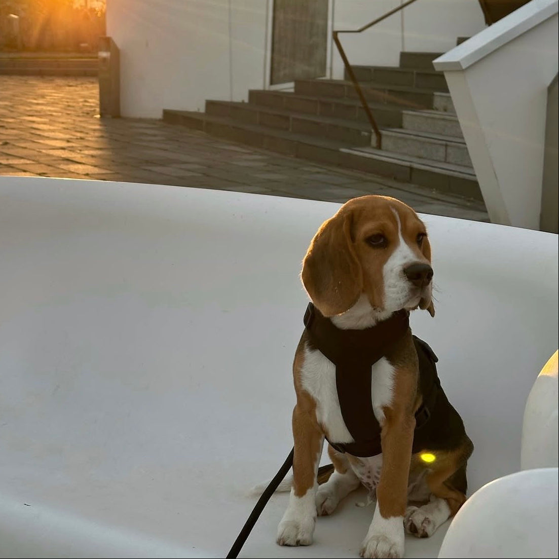 Brown - Comfort Dog Harness