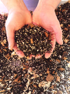 Alocasia - Colocasia - Caladium Premium Potting Mix