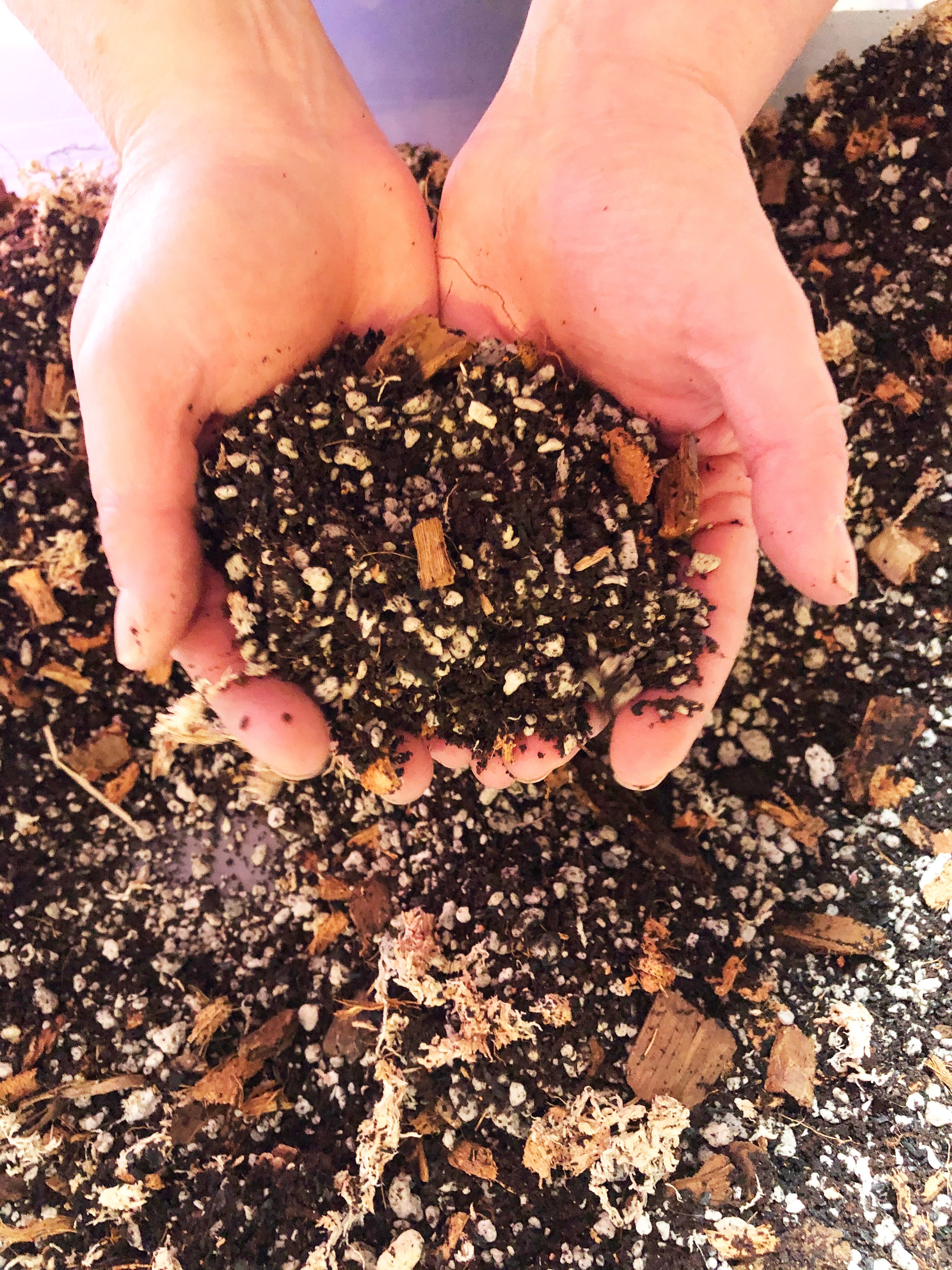 Alocasia - Colocasia - Caladium Premium Potting Mix