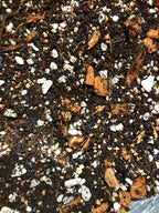 Alocasia - Colocasia - Caladium Premium Potting Mix