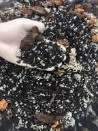 Alocasia - Colocasia - Caladium Premium Potting Mix
