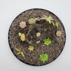 Mystery rock kit Pinguicula bundle