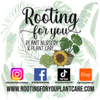 Alocasia - Colocasia - Caladium Premium Potting Mix