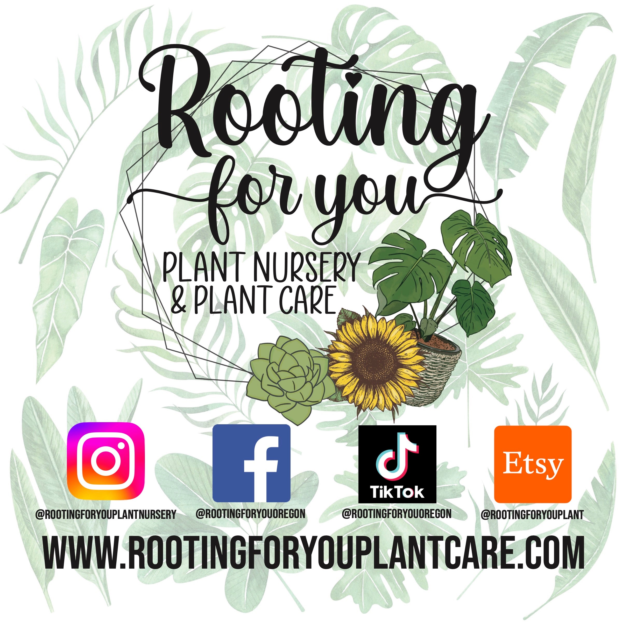 Alocasia - Colocasia - Caladium Premium Potting Mix