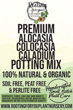 Alocasia - Colocasia - Caladium Premium Potting Mix