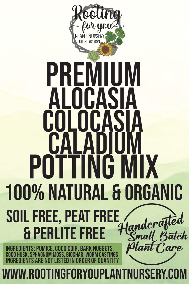 Alocasia - Colocasia - Caladium Premium Potting Mix