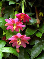 Banana Passion Fruit - 30 Seeds - Passion flower Maracuja, Banana Poka