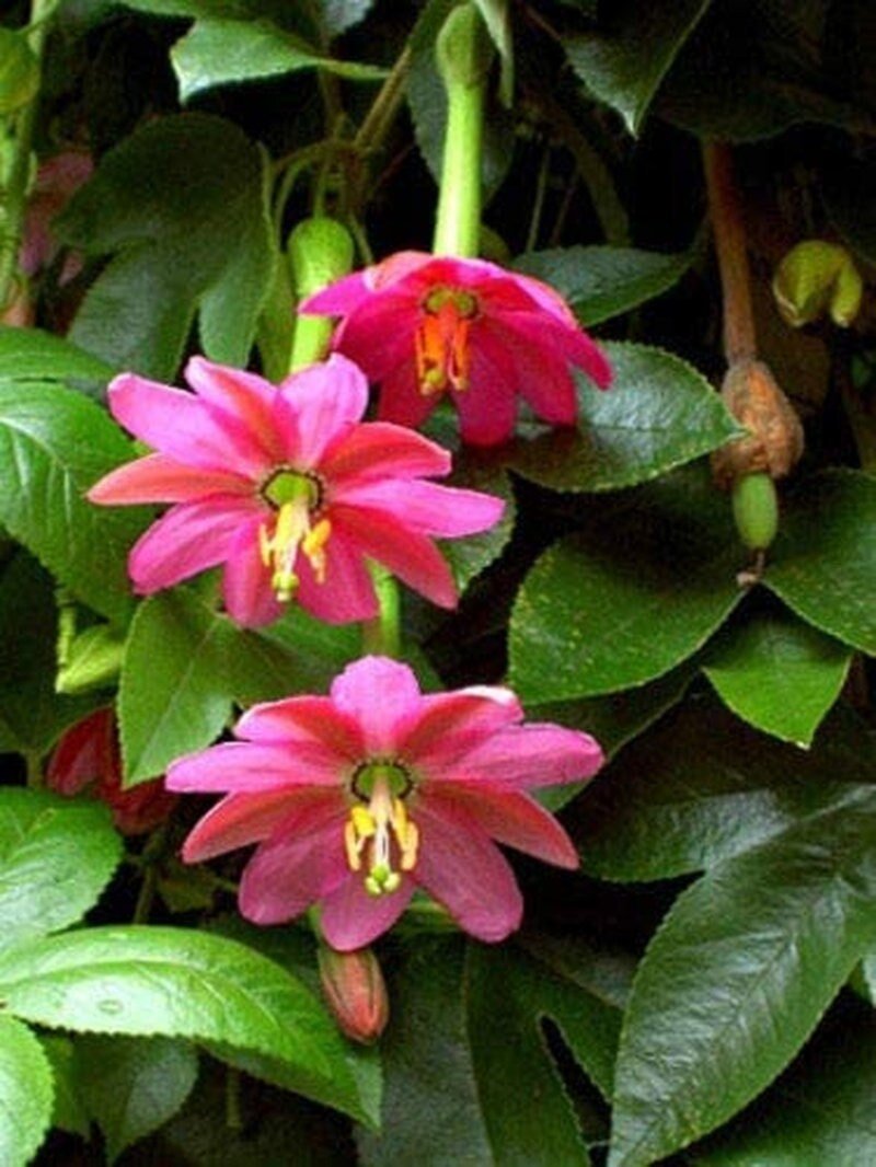 Banana Passion Fruit - 30 Seeds - Passion flower Maracuja, Banana Poka