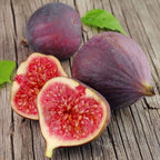 Ficus Carica Fig - 100 Seeds - Sweet Fruit Shrub Tree