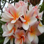 White Orange Plumeria Plant - 5 Seeds - Lei Hawaiian Garden Fragrant, Easy to Grow & Low-Maintenance